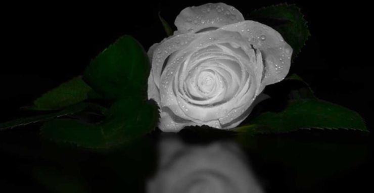 biała róża